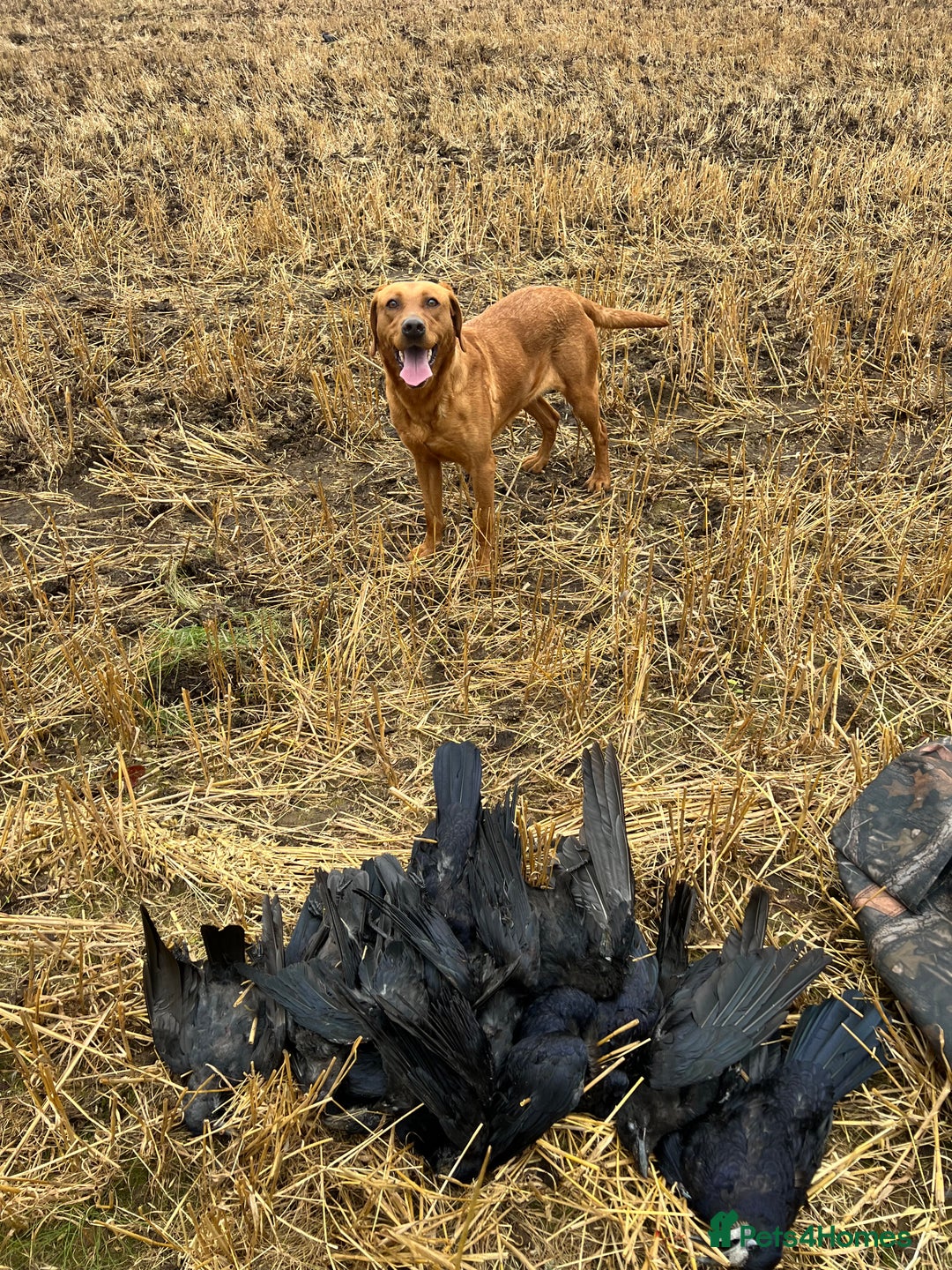 Labrador Retriever dogs for sale: Beautiful fox red Labrador pups 🐶  - Image 8
