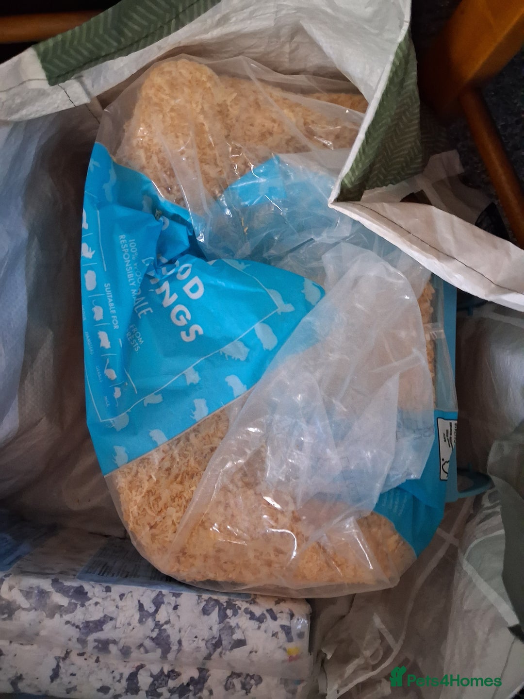 Hamster rodents for sale: Titch. Syrian Hamster. Cage, food and bedding too. - Advert 8