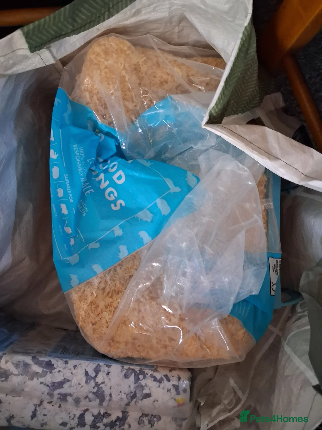 Hamster rodents for sale: Titch. Syrian Hamster. Cage, food and bedding too. - Advert 8