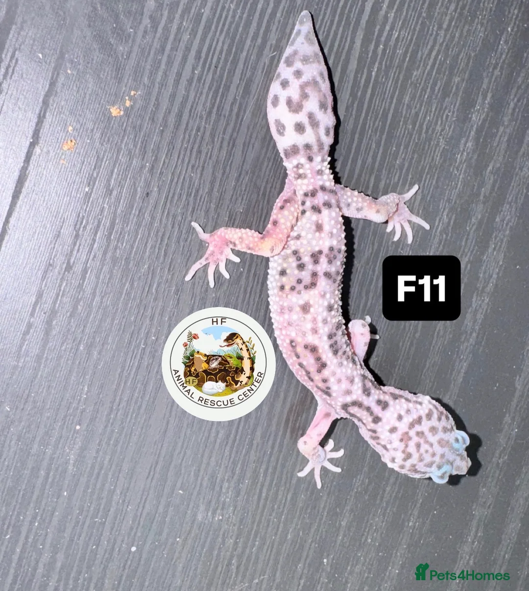 Leopard Gecko reptiles for sale: crested & leopard geckos - possible a full setup  - Advert 11