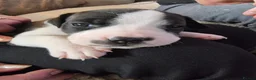 Mixed Breed dogs for sale: Beautiful Staffordshire cross puppies  in Stoke-on-Trent - Advert 3