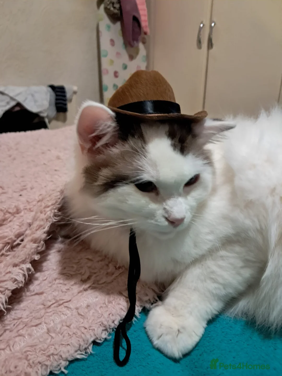 Ragdoll cats for sale: Rehome - Advert 3