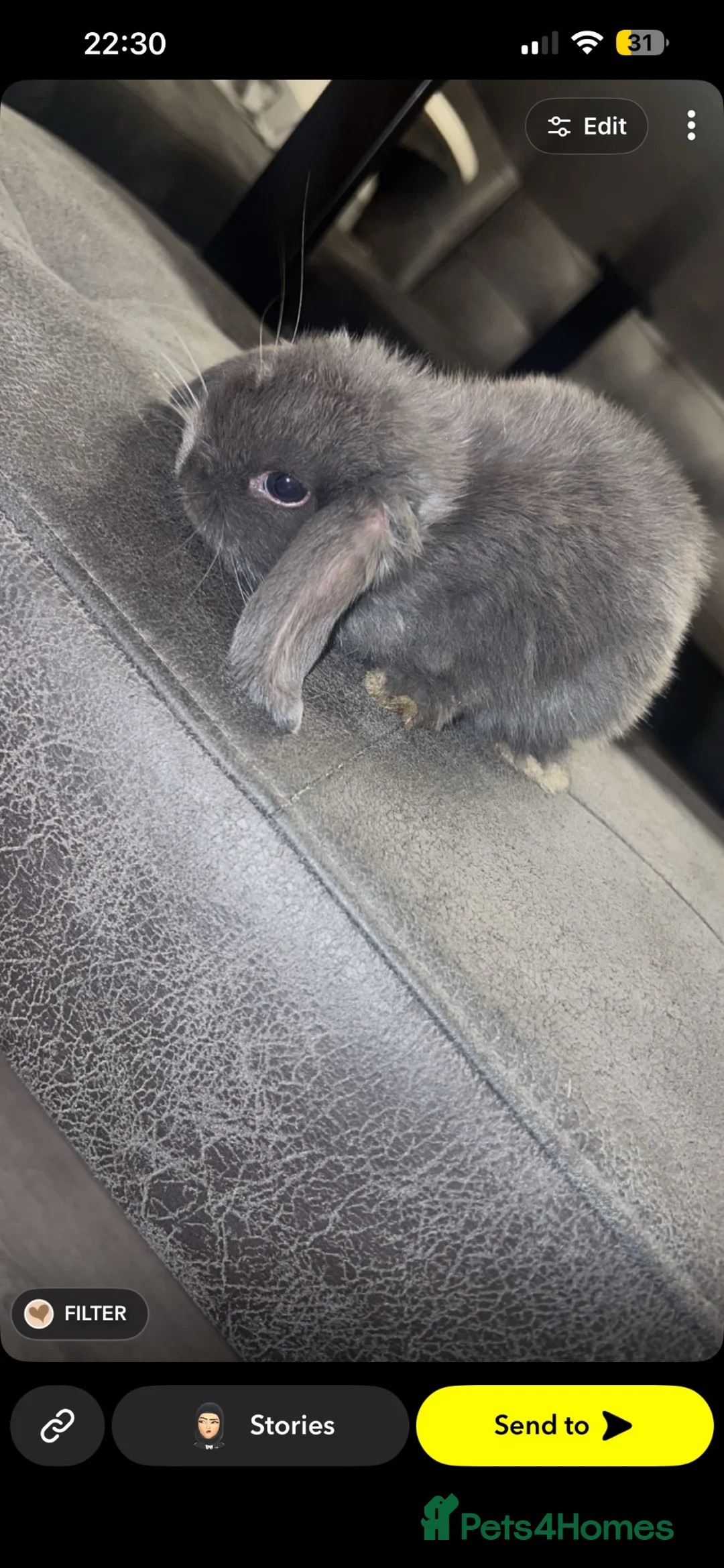 Mini Lop rabbits for sale: Beautiful Bunnies For Sale  - Advert 2