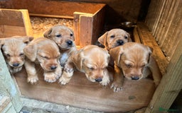 Labrador Retriever dogs for sale: Yellow/red Labrador puppies  - Image 3