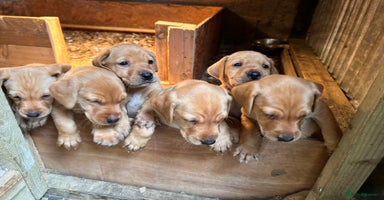 Labrador Retriever dogs - Advert 1