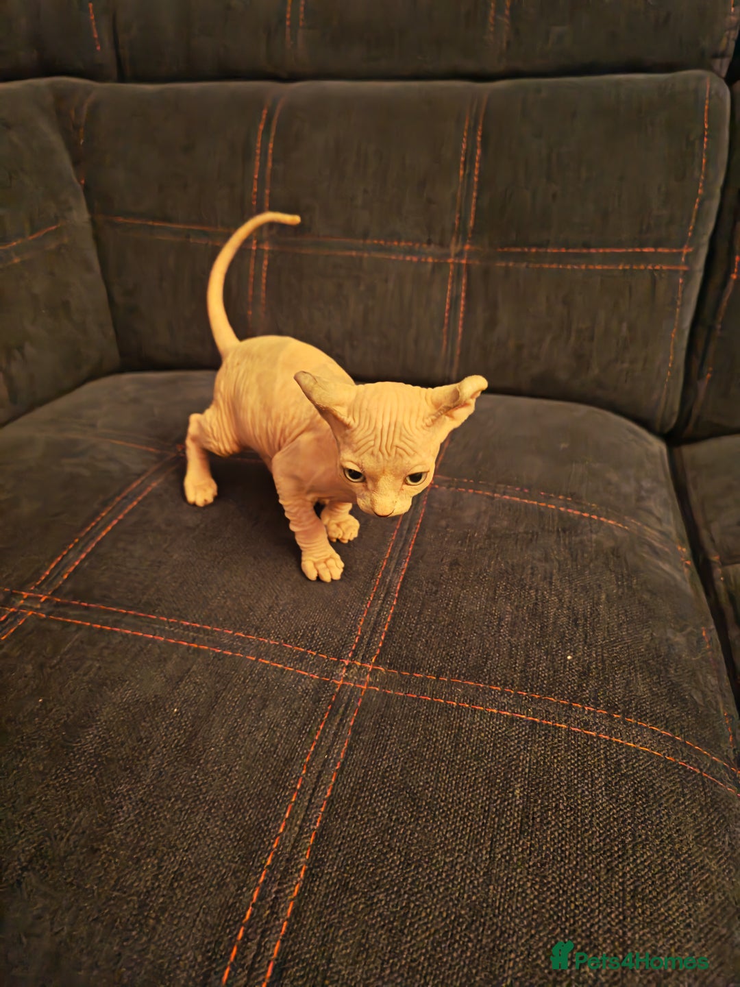 Sphynx cats for sale: Beautiful Pure Sphynx Kittens – Ready Now! - Image 18