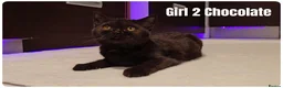 Scottish Fold cats for sale: 🐾 Beautiful Scottish Fold & British Shorthair - Advert 20
