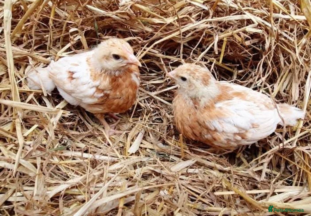 Chickens poultry for sale: Female chicks for sale  - Advert 2
