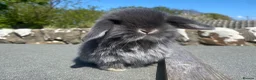 Mini Lop rabbits for sale: Baby mini lop for sale (male) in Stranraer - Advert 7