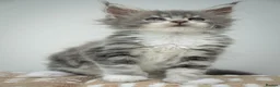 Maine Coon cats for sale: Stunning Maine Coon Kittens – Ready Now - Advert 12