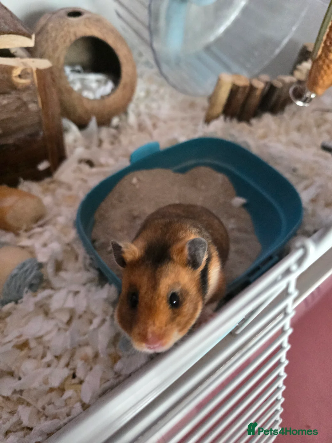 Hamster rodents for sale: Syrian hamster and full cage set up - Advert 1