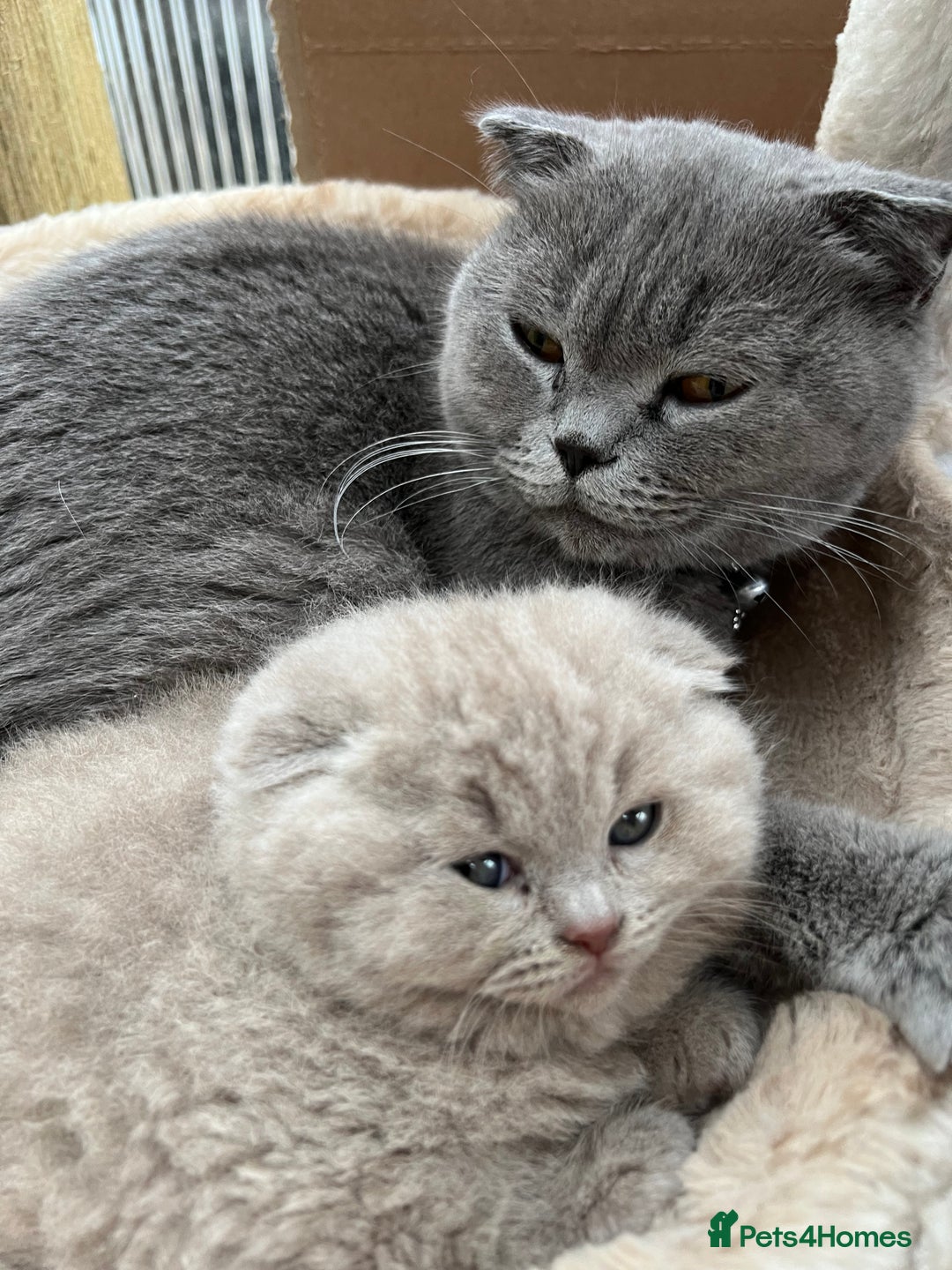 Mixed Breed cats for sale: Beautiful kittens available for loving homes. - Advert 4