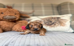 Miniature Dachshund dogs for sale: KC LONG HAIRED MINIATURE DACHSHUNDS🤍 - Image 6