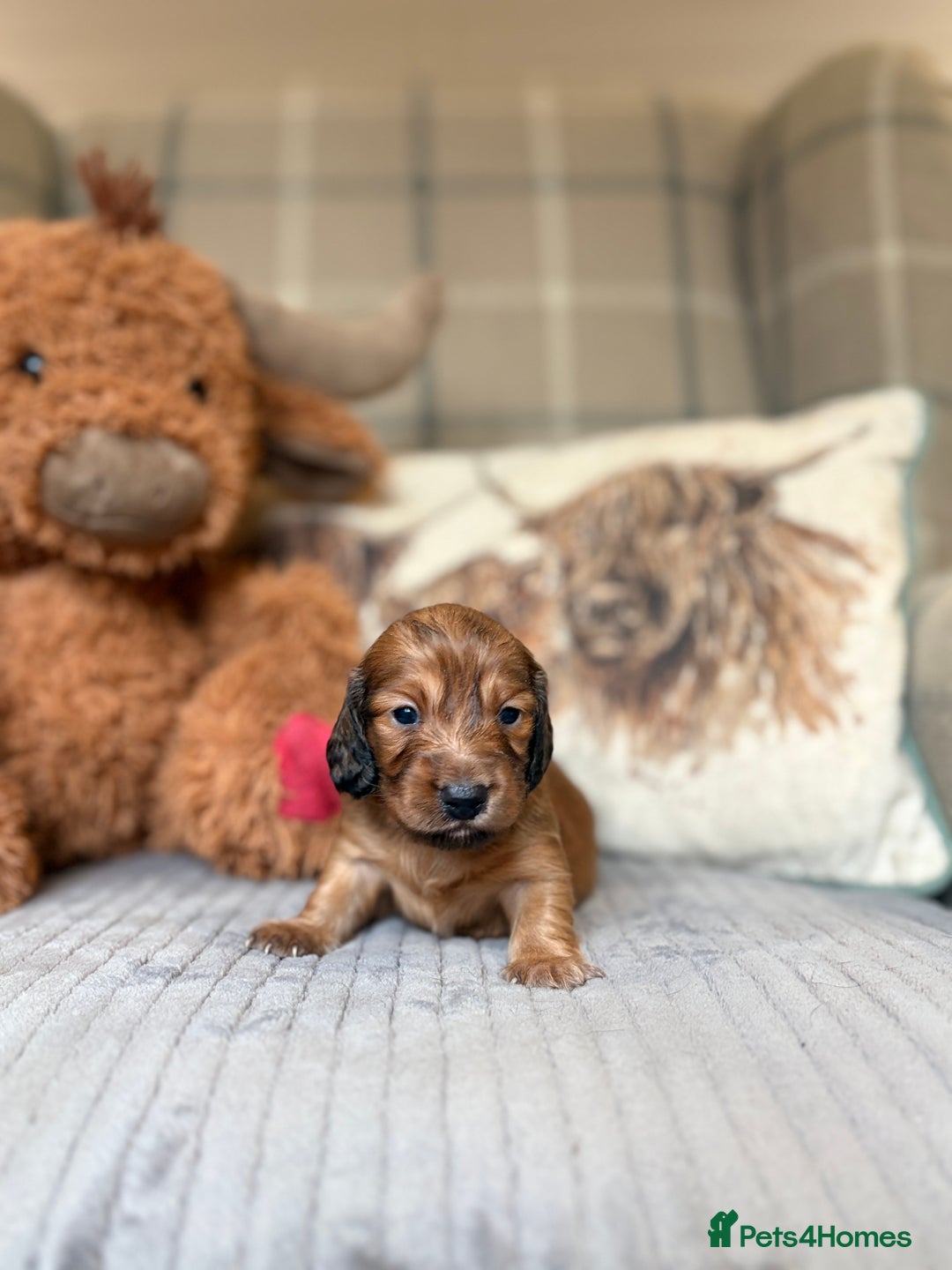 Miniature Dachshund dogs for sale: KC LONG HAIRED MINIATURE DACHSHUNDS🤍 - Image 6