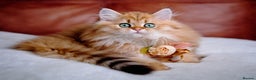 British Longhair cats for sale: Golden British Longhair Kitten - Advert 9