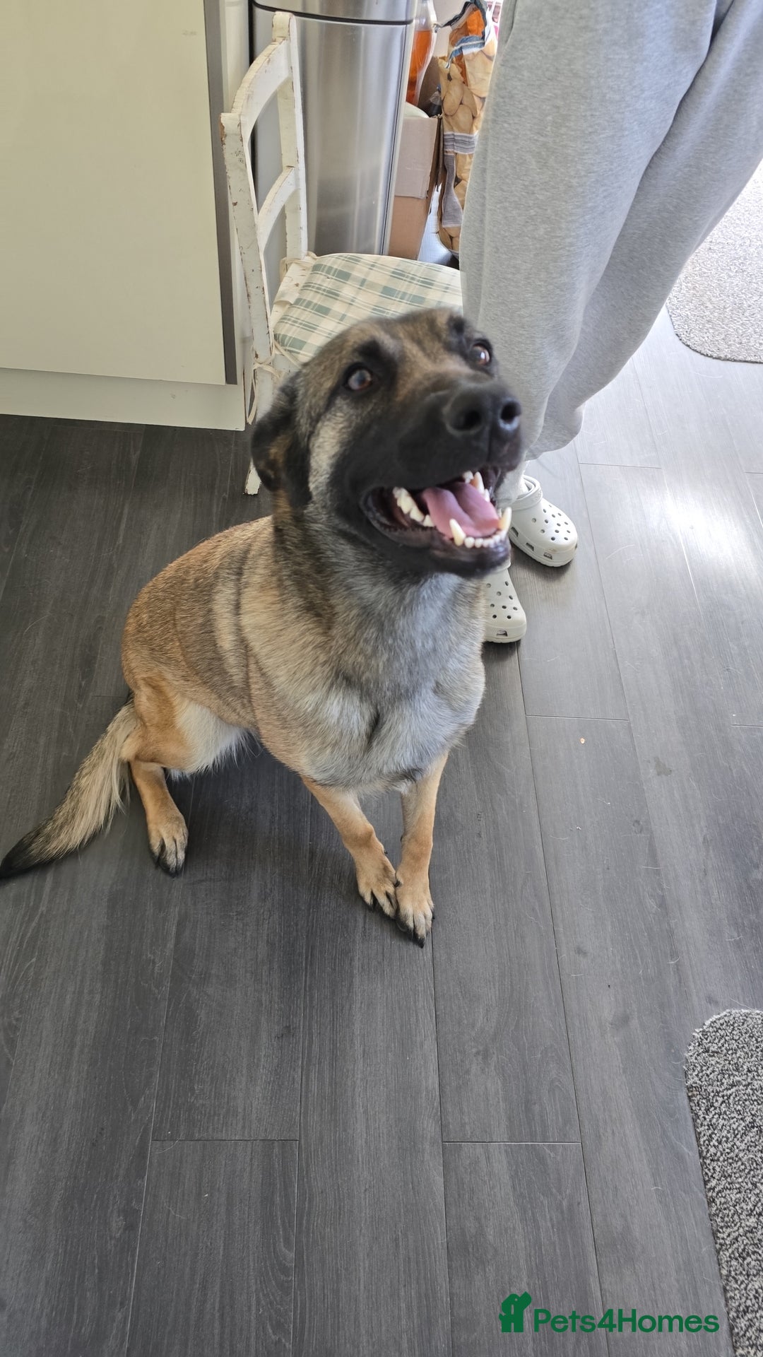 Belgian Shepherd Dog dogs for sale: Belgian malinois for rehoming in Stockton-on-Tees - Image 4