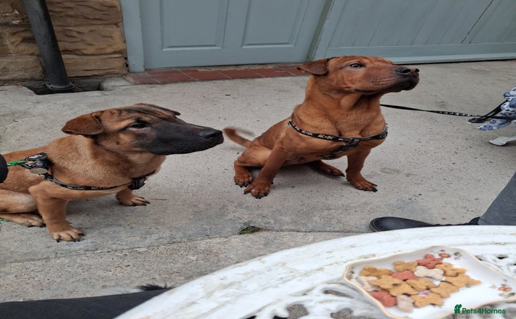 Mixed Breed dogs - Advert 3