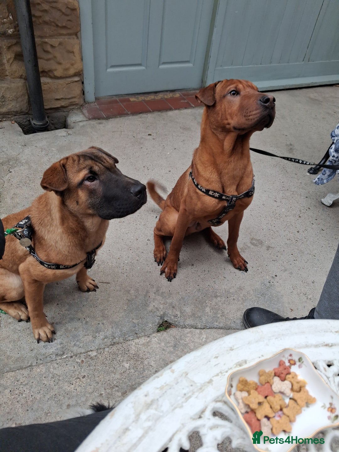 Mixed Breed dogs for sale: Last 2 pups - Image 1