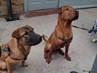 Mixed Breed dogs - Advert 14