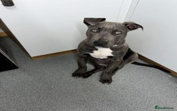 Staffordshire Bull Terrier dogs for sale: NO OTHER PETS!! - Image 1