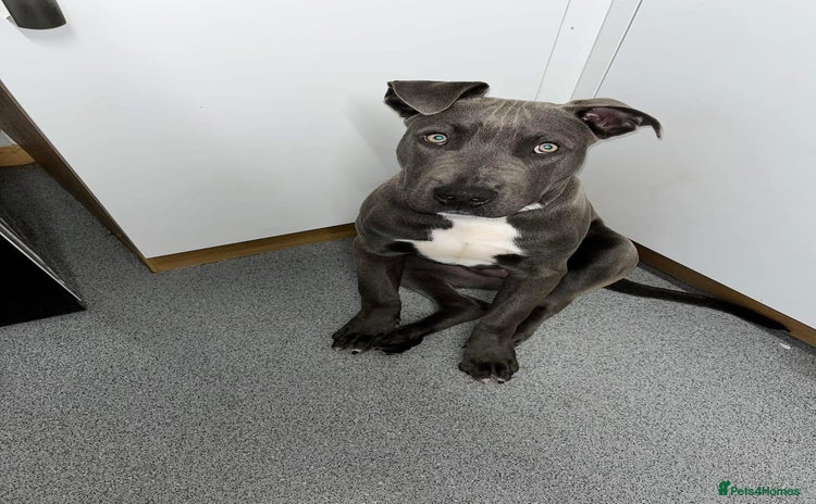 Staffordshire Bull Terrier dogs - Advert 3