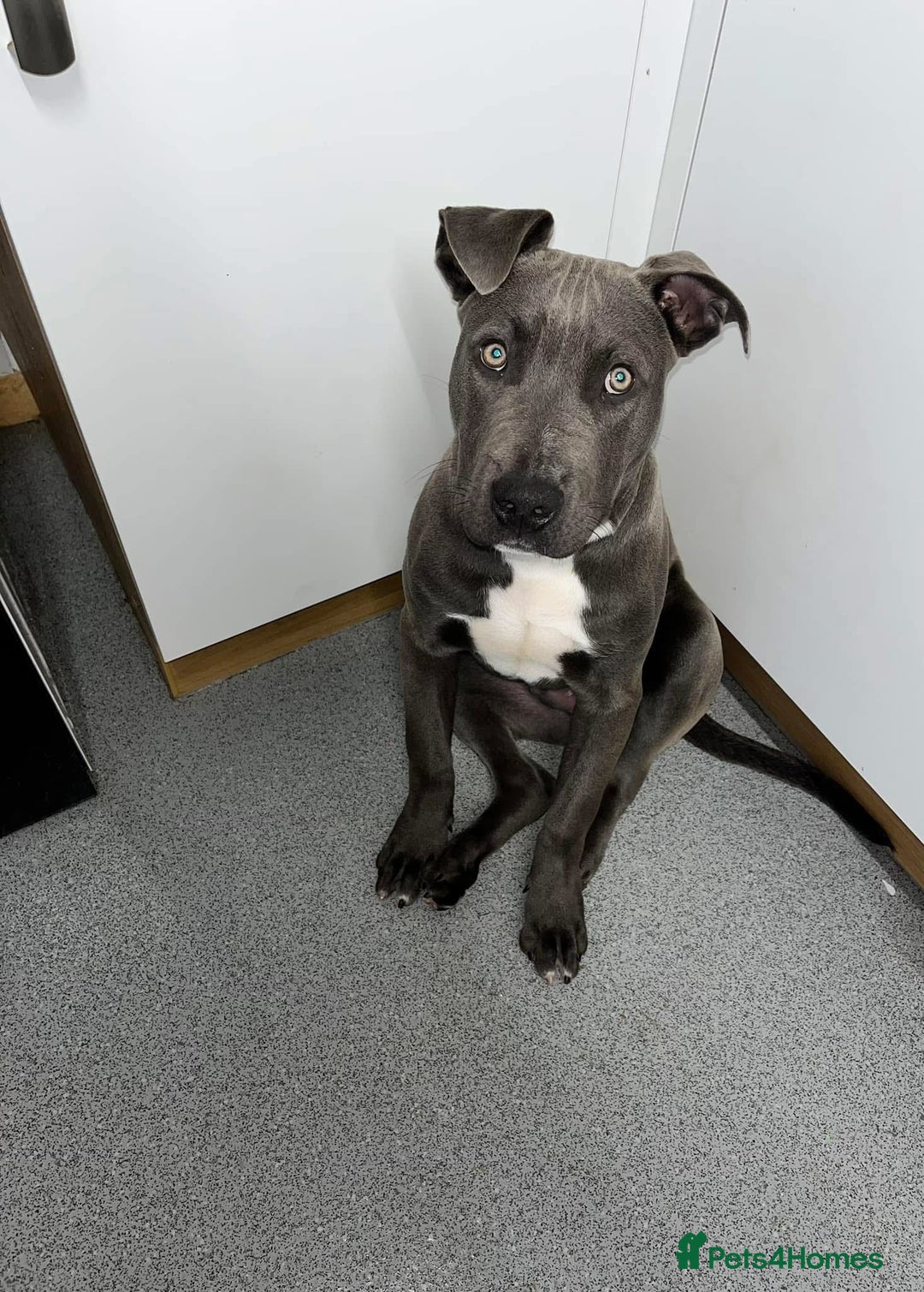 Staffordshire Bull Terrier dogs for sale: NO OTHER PETS!! - Image 1