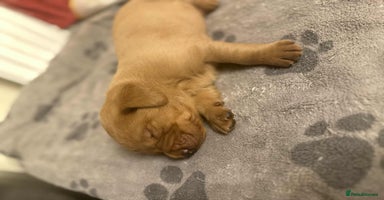 Labrador Retriever dogs - Advert 7