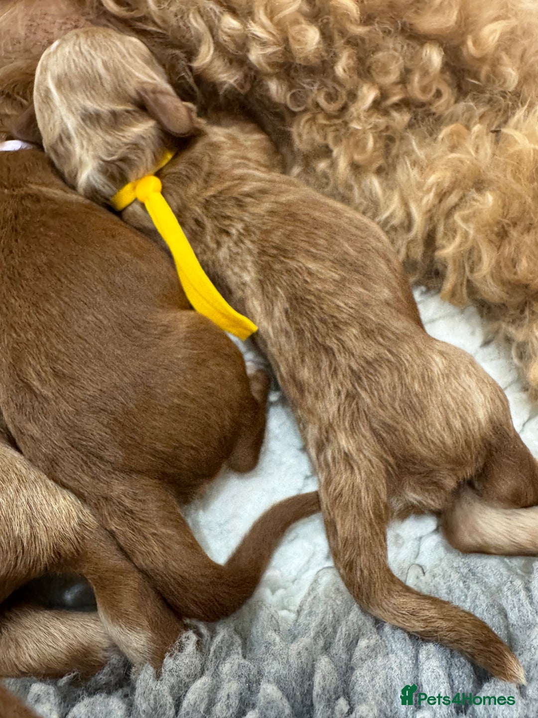 Aussiedoodle dogs for sale: Australian labradoodle puppies  - Image 15