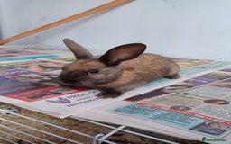 Lionhead rabbits for sale: 2 cute lionhead rabbits come with cage and food - Image 10