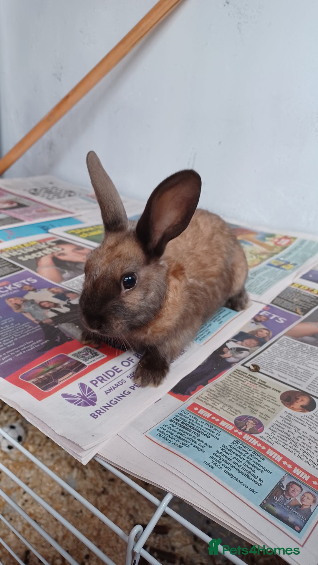 Lionhead rabbits for sale: 2 cute lionhead rabbits come with cage and food - Image 10
