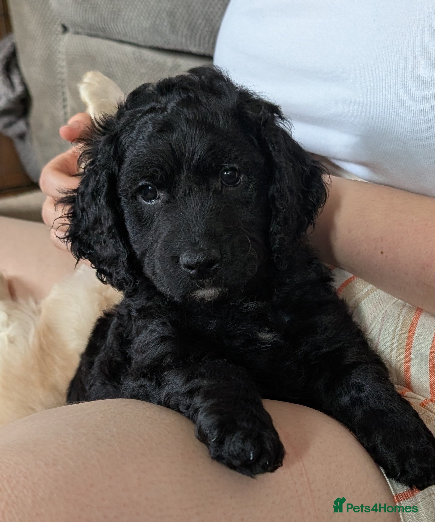 Cockapoo dogs Cockapoo puppies  - Advert 5