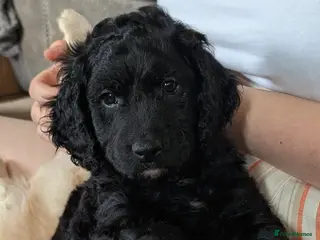 Cockapoo dogs Cockapoo puppies - Advert 5