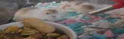 Hamster rodents for sale: Male Robo Hamster 4 months - Advert 5