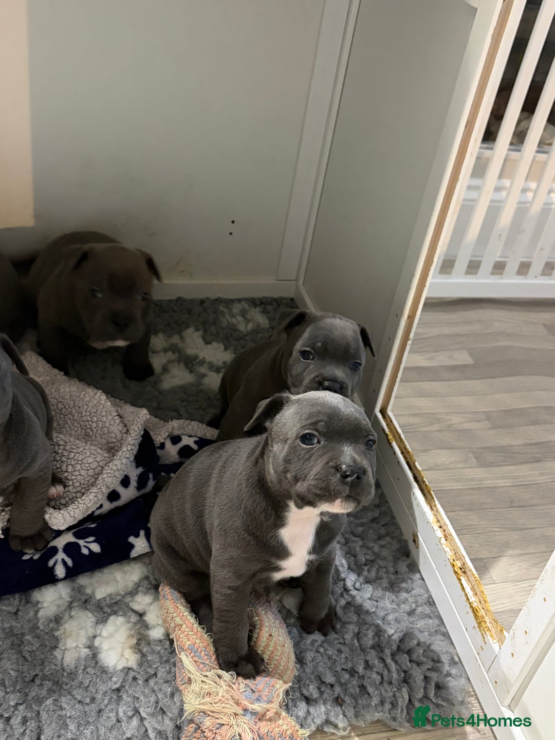 Staffordshire Bull Terrier dogs for sale: Pure Pedigree Blue Staffie Pups - Advert 9