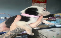 Border Collie dogs for sale: Border collie puppies - Image 13