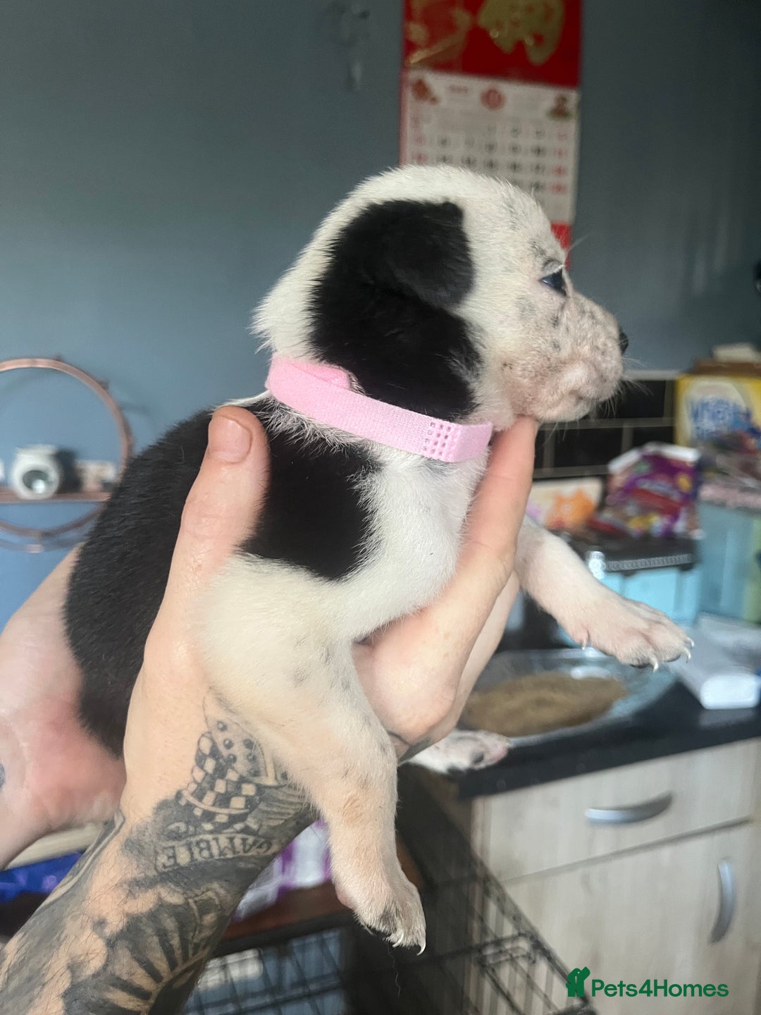Border Collie dogs for sale: Border collie puppies - Image 13