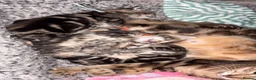 Bengal cats for sale: Bengal cross kittens 2 males ready to leave soon - Advert 10