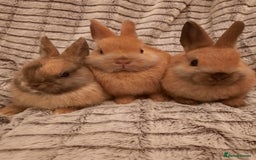 Netherland Dwarf rabbits for sale: Five Litters Of Netherland Dwarf Babies - Image 11