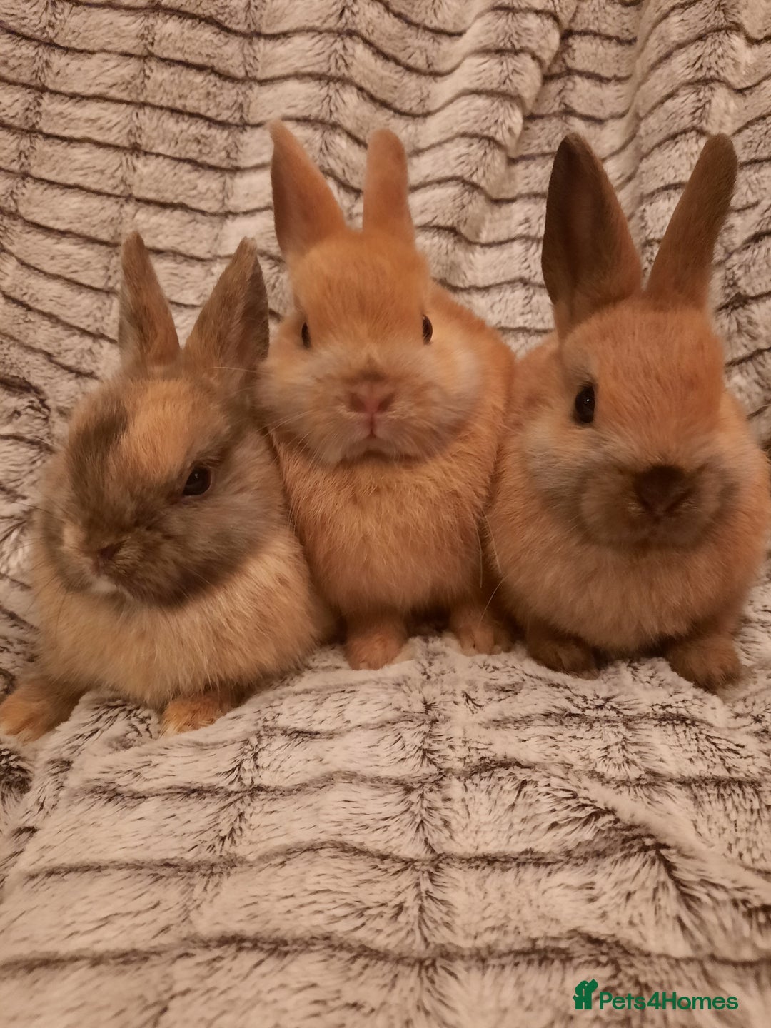 Netherland Dwarf rabbits for sale: Five Litters Of Netherland Dwarf Babies - Image 11