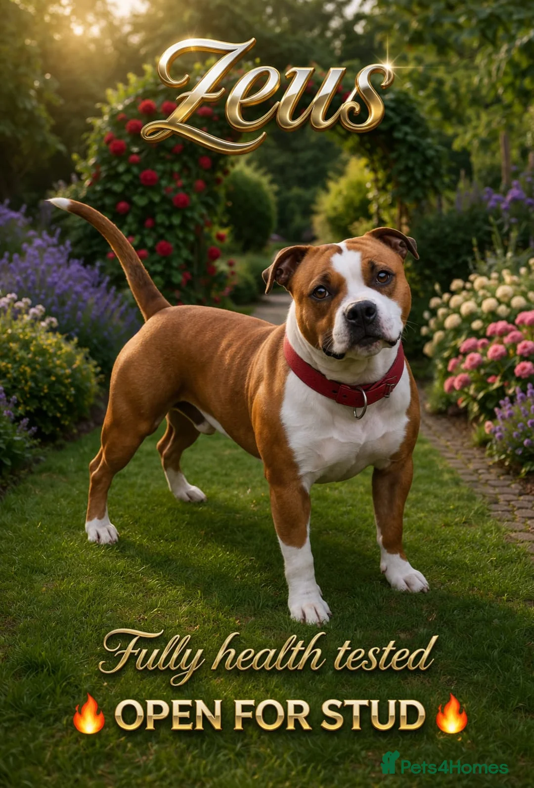 Staffordshire Bull Terrier dogs for stud: Pied Red staffy for stud - Advert 1
