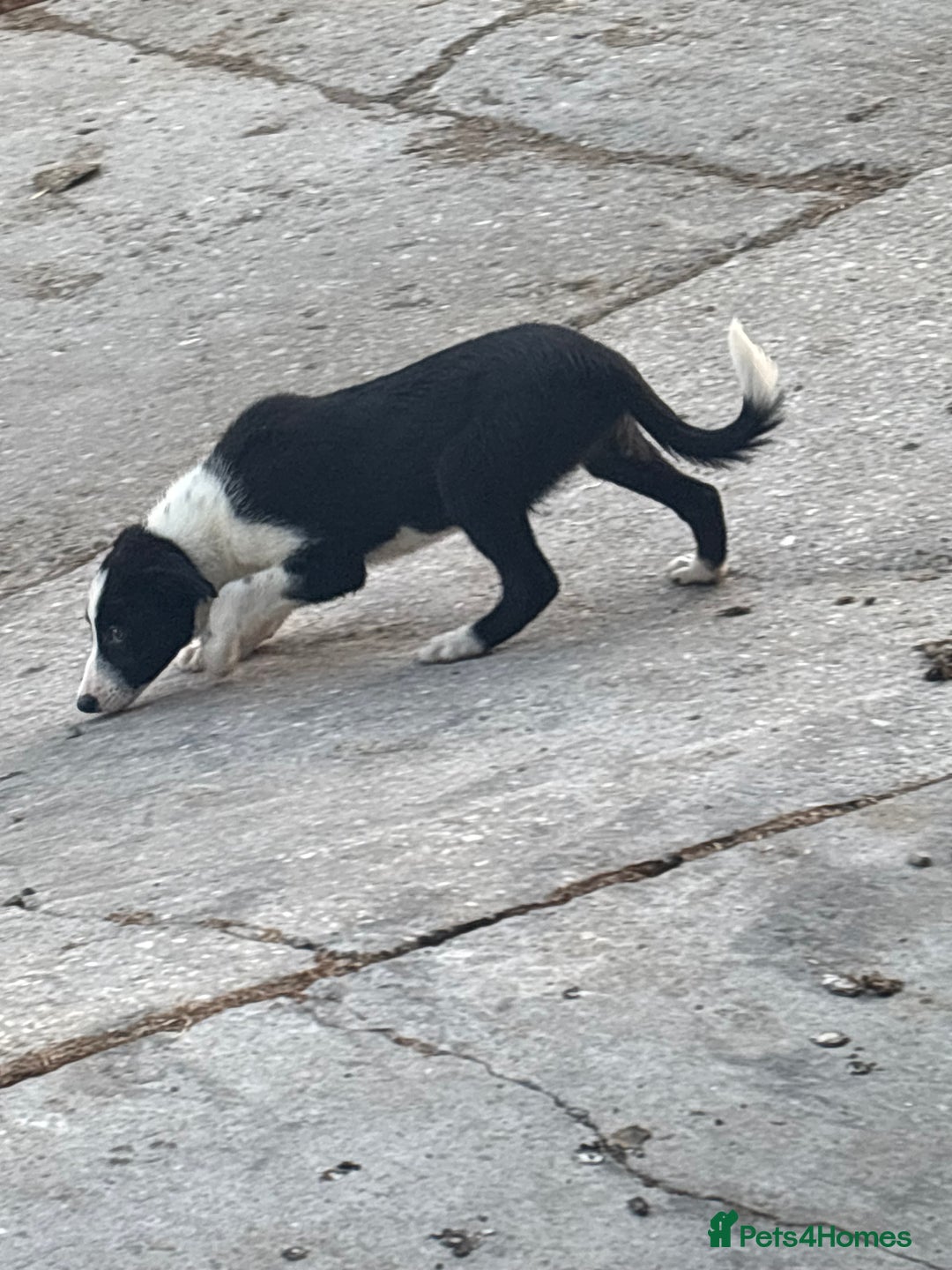 Bearded Collie dogs for sale: 2 collies for sale  - Image 6