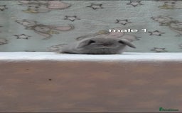 Mini Lop rabbits for sale: Gorgeous pure bred mini lops - Image 2