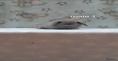 Mini Lop rabbits - Advert 8