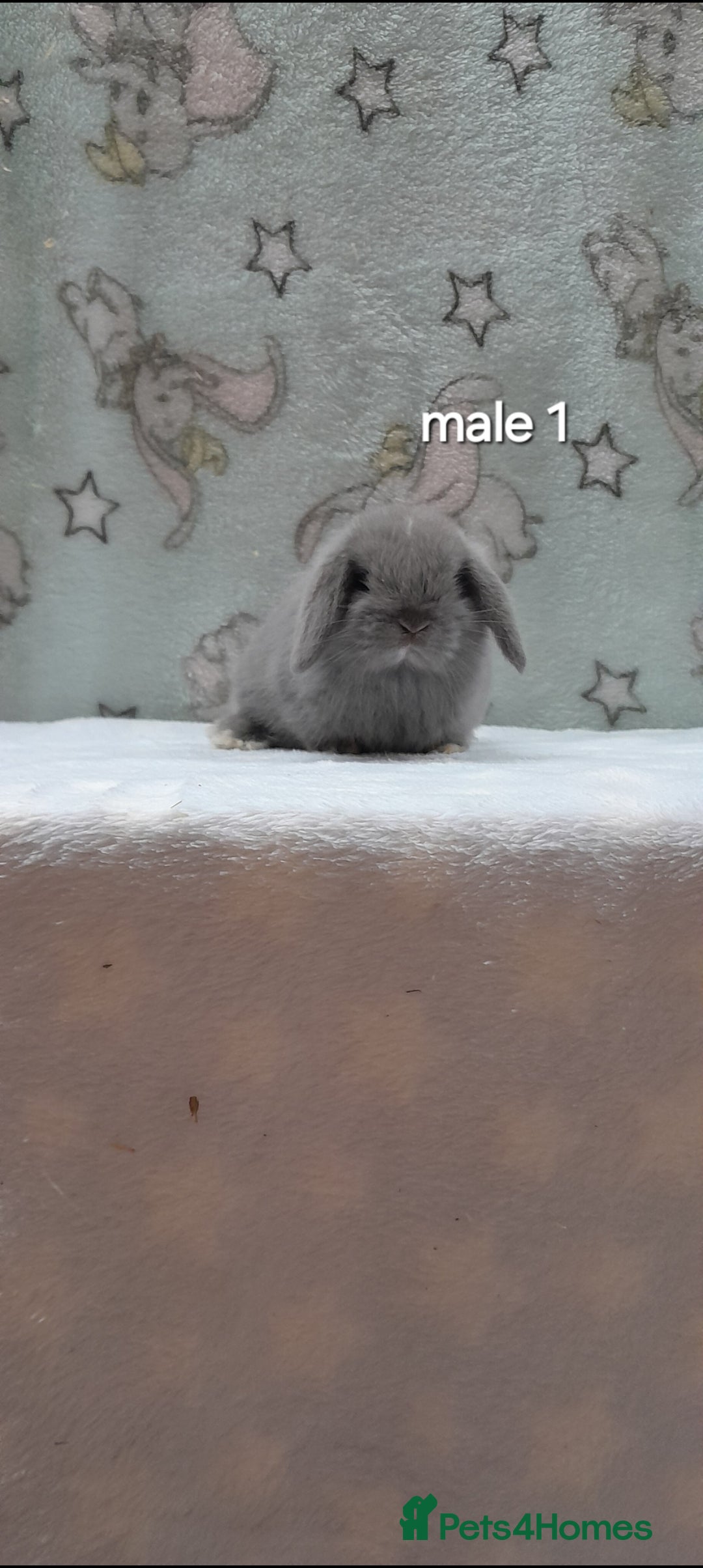 Mini Lop rabbits for sale: Gorgeous pure bred mini lops - Image 2