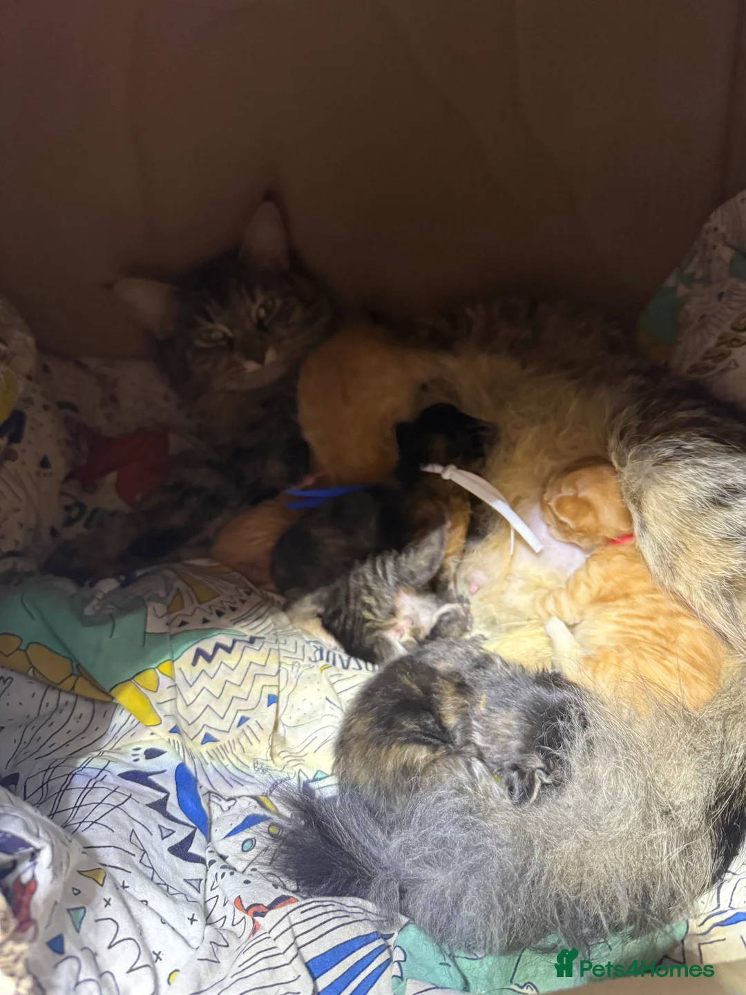 Siberian cats for sale: 6 beautiful siberian kittens  - Advert 4