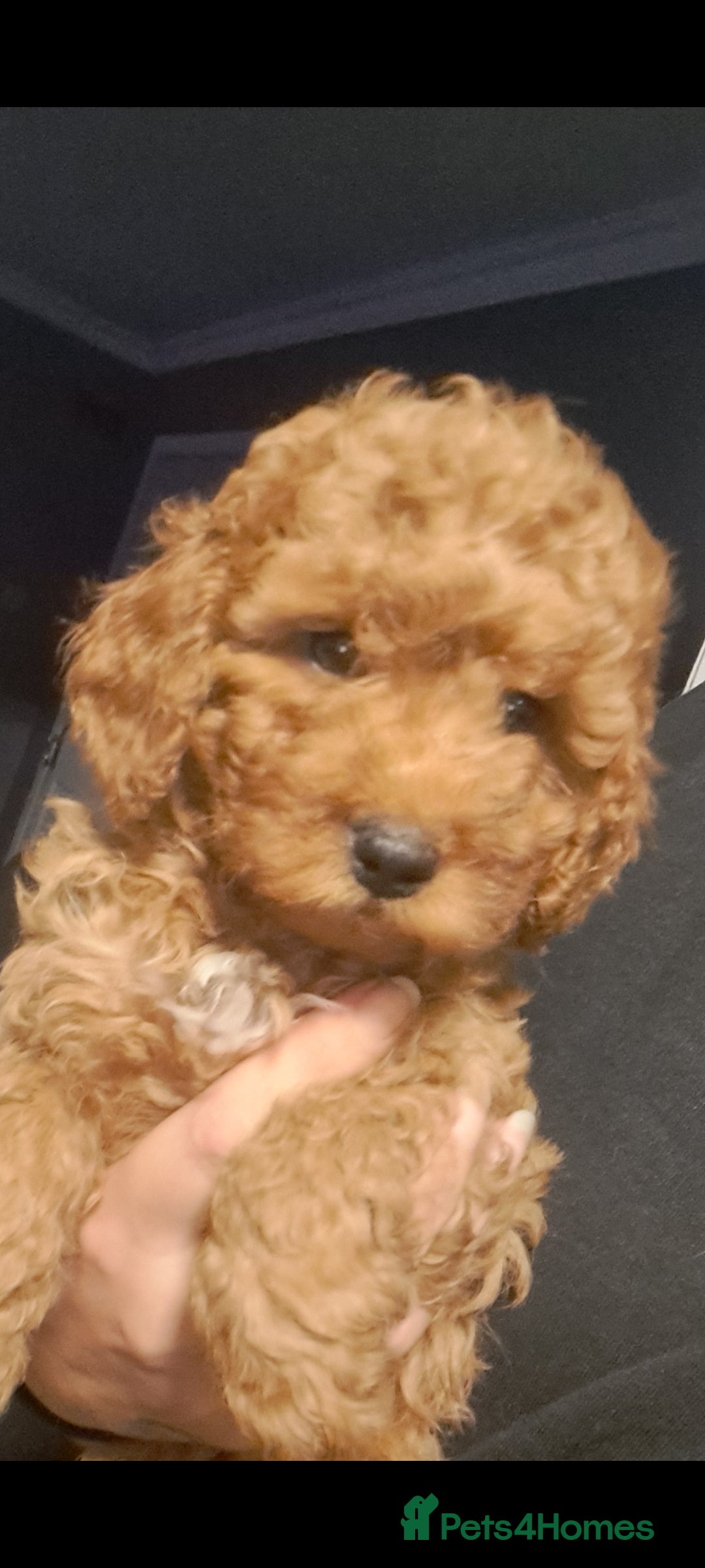 Cockapoo dogs Toy cockapoos  - Advert 15