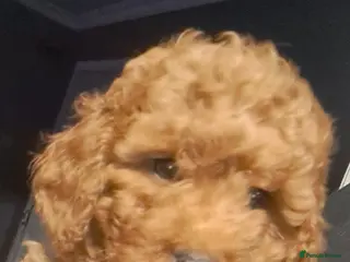 Cockapoo dogs Toy cockapoos - Advert 15