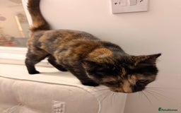 Mixed Breed cats for sale: Two female kittens for sale - Image 13
