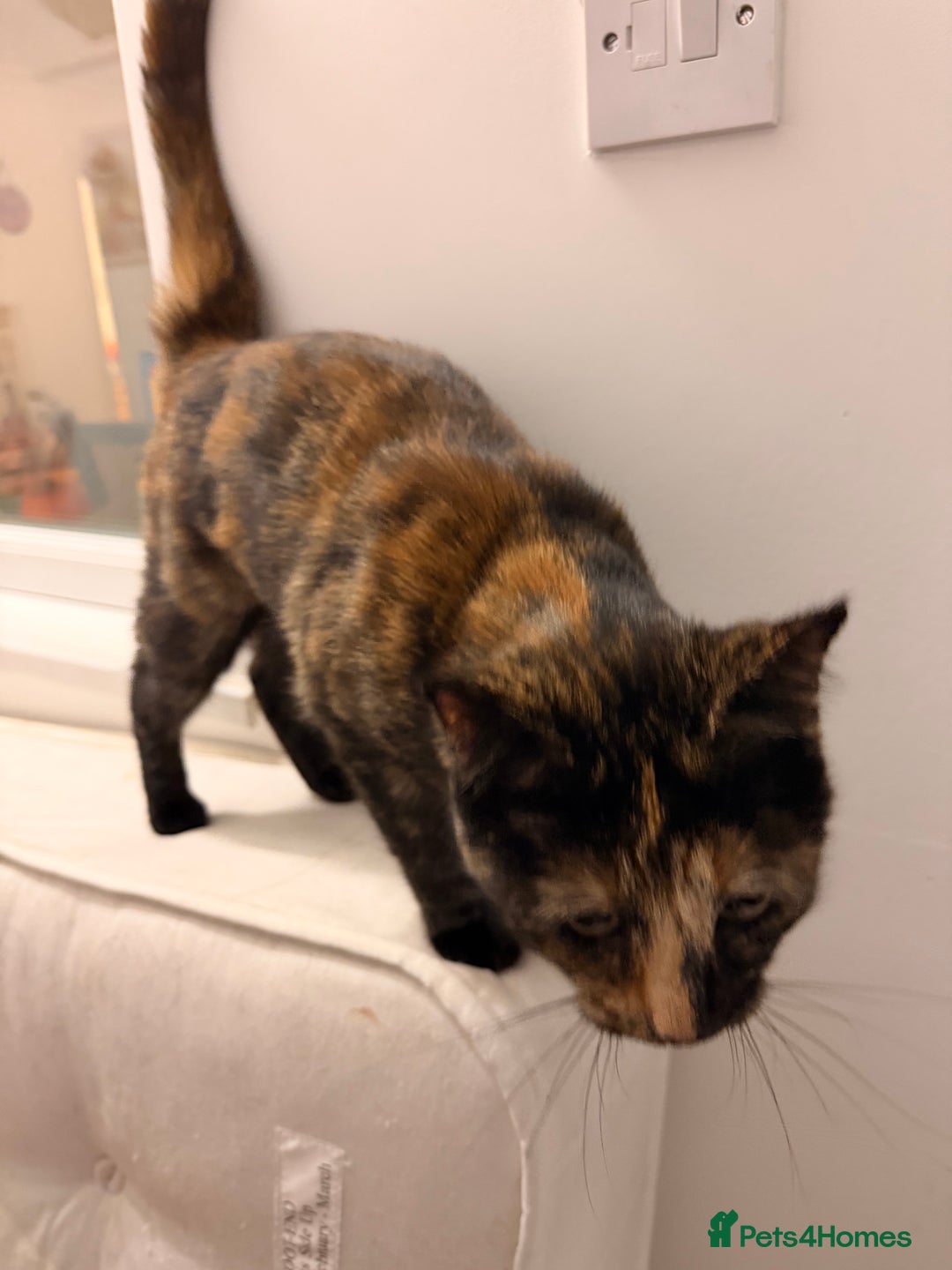 Mixed Breed cats for sale: Two female kittens for sale - Image 13