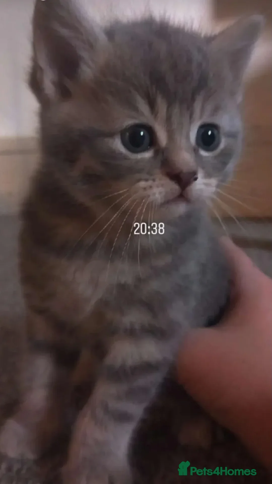 Mixed Breed cats for sale: Beautiful kittens ready now  - Advert 2